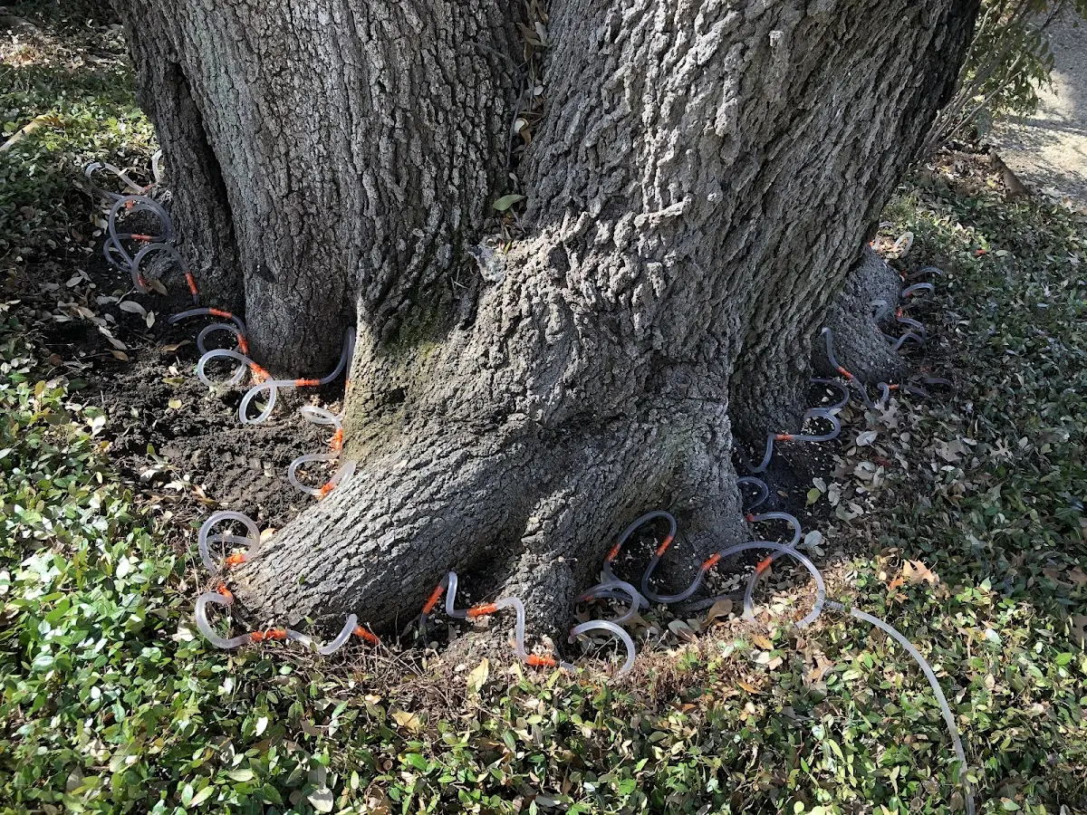 Detailed Tree Cabling and Bracing job site in Havertown