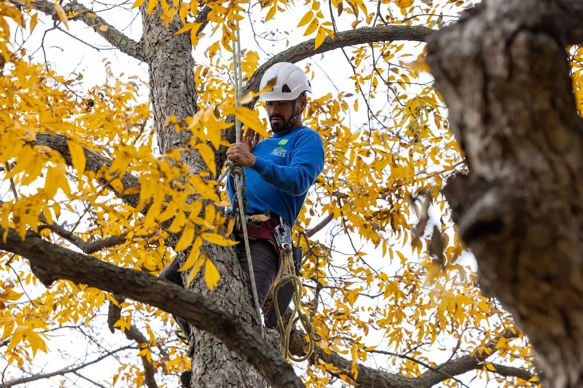 Skilled Tree Planting crew working in Havertown